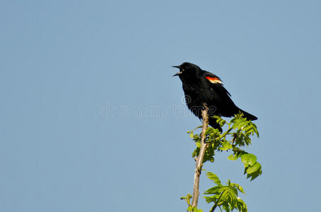 红翼黑鸟在树上叫唤