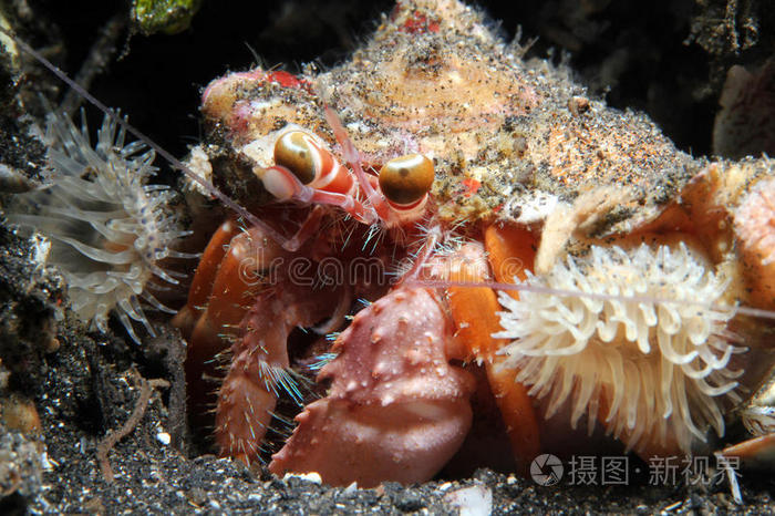 海葵寄居蟹照片 正版商用图片0lk11q 摄图新视界