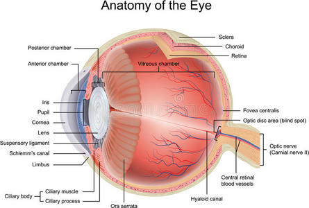 眼睛解剖学