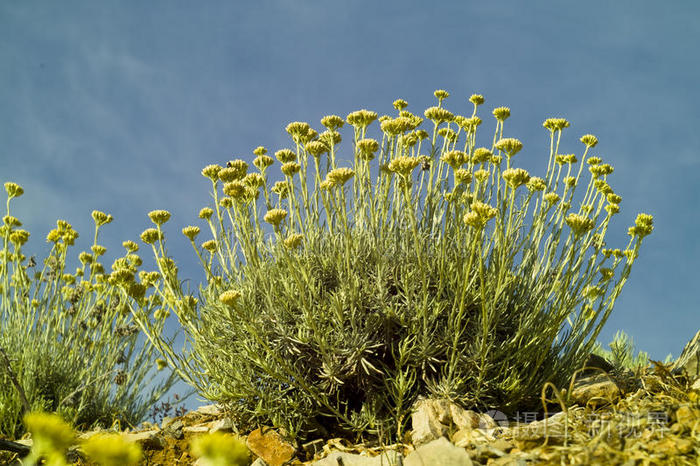 咖喱植物helichrysumitalicum