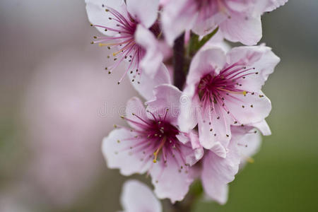 粉红色的花朵