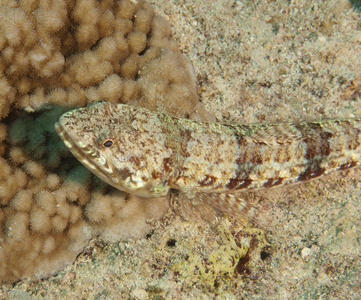 珊瑚礁上的杂色蜥蜴鱼