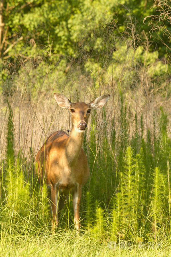草地上的母鹿