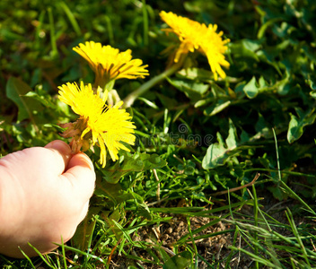 孩子的手采花