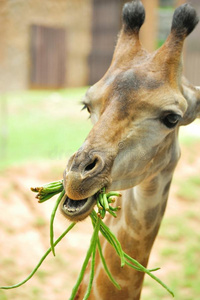 长颈鹿吃豆子