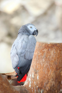 刚果非洲灰鹦鹉的肖像