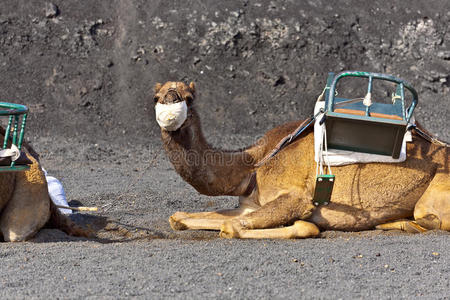 timanfaya国家公园的骆驼
