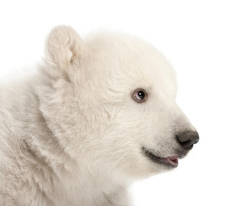 北极熊幼崽，熊，3个月大