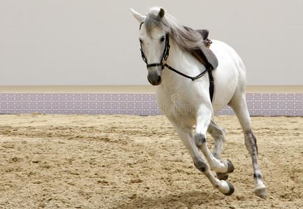 一匹美丽的白马在沙滩上奔驰图片