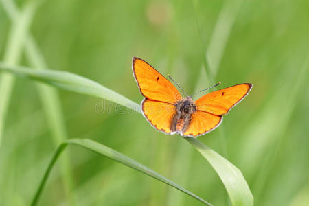 大铜橙色蝴蝶图片