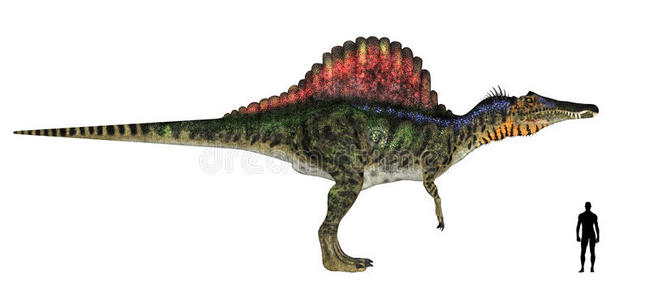 棘龙大小比较照片