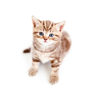 宝宝的小猫图片