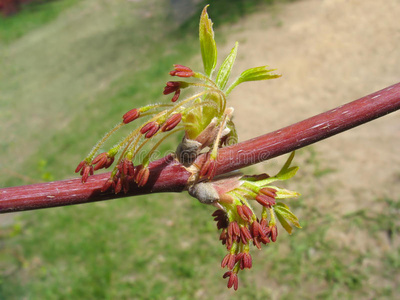 枫树 植物区系 植物 自然 前进 开花 生长 分支 特写镜头