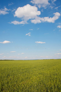 夏季景观。麦田