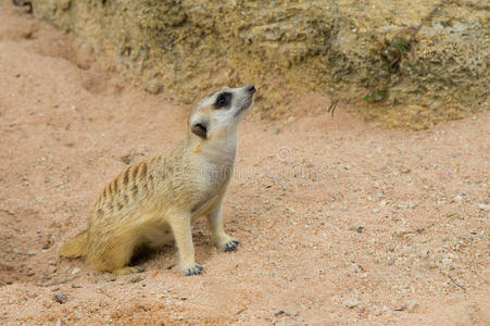 meercat公司