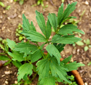 草药 蔬菜 美味的 树叶 植物 调料品 食物 草本植物 医学