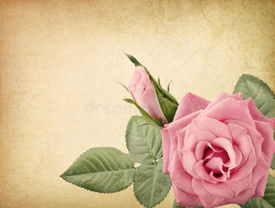 粉红复古玫瑰