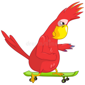 有趣的鹦鹉。滑板运动
