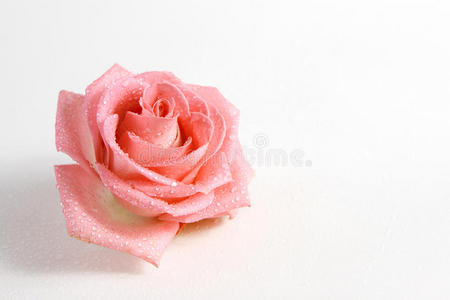 露珠中娇艳的玫瑰