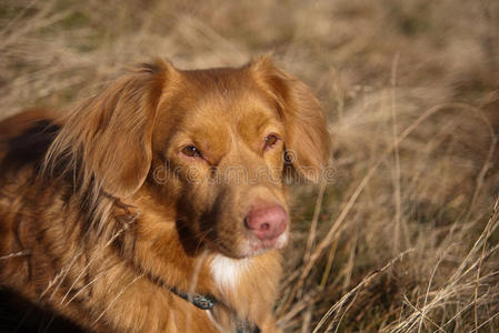 新斯科舍猎犬肖像