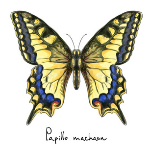 蝴蝶papillo machaon。水彩仿制品。