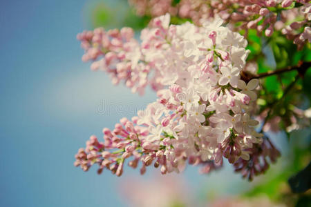 丁香花。