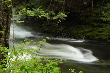 奔腾的山溪，惠斯勒，不列颠哥伦比亚