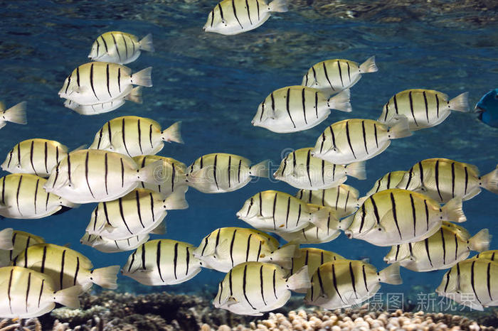 罪犯外科医生鱼刺五加鱼群