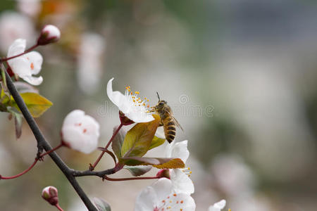 桃花蜜蜂