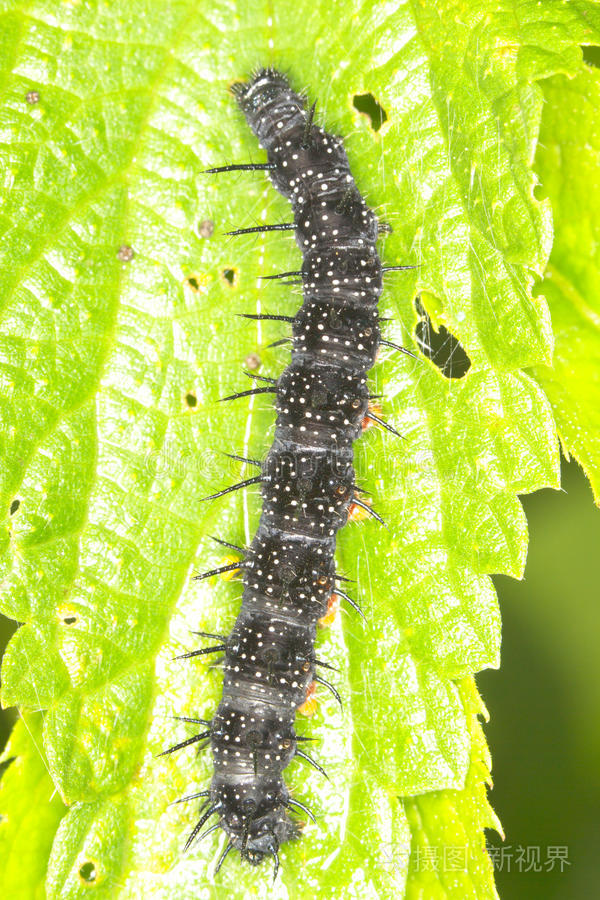 aglais io孔雀蝶毛虫