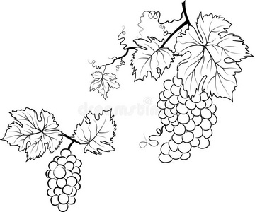 葡萄和树叶的插图