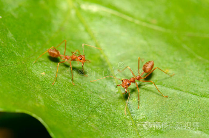 红蚂蚁照片-正版商用图片0lm8kl-摄图新视界