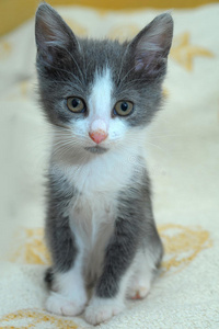 灰白相间的小猫照片