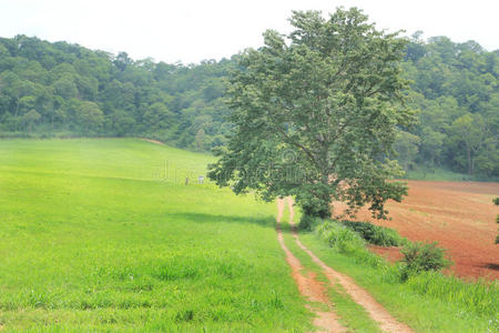 绿草地上的树，农场里的路。