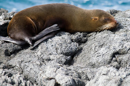 沉睡的海狮图片