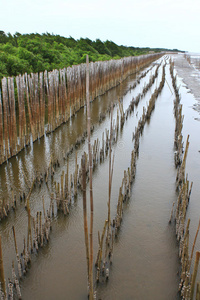 红树林海滩和竹子