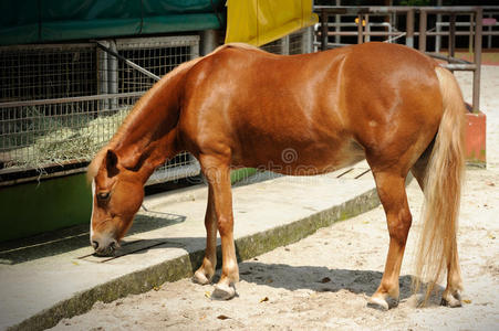 漂亮的棕色马照片