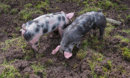 自然 动物 野猪 污垢 猪肉 小猪 皮特兰猪 头发 农业