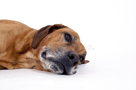 公贝犬图片