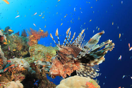 珊瑚礁狮子鱼