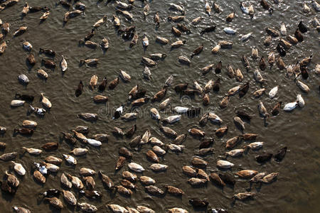 湖面上漂着一群鸭子