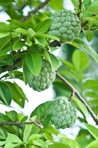 树上的奶油苹果果实照片