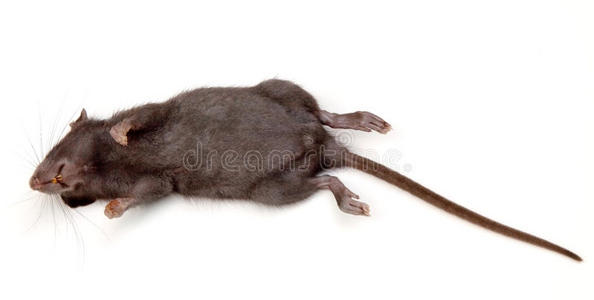 死老鼠照片