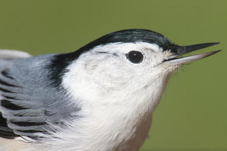 nuthatch特写