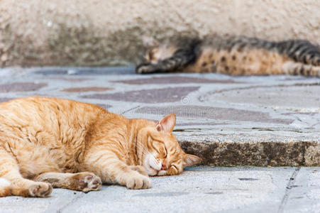 下蛋的猫图片