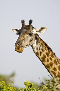 坦桑尼亚长颈鹿的肖像