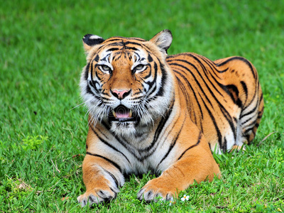 动物园的俘虏图片