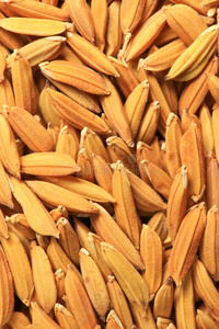 稻谷种子图片-稻谷种子素材-稻谷种子插画-摄图新视界