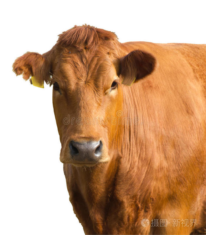 一只棕色的奶牛看着镜头法国斗牛犬老牛大白羊画像比利山羊肖像斑点灰