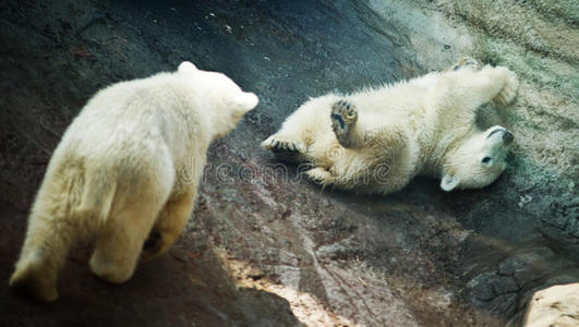 两只小北极熊